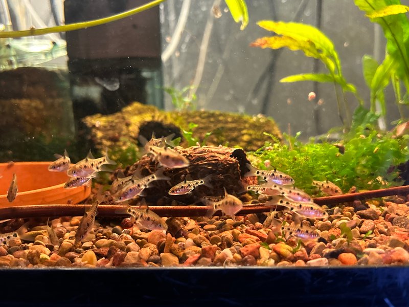 Submission photo 1