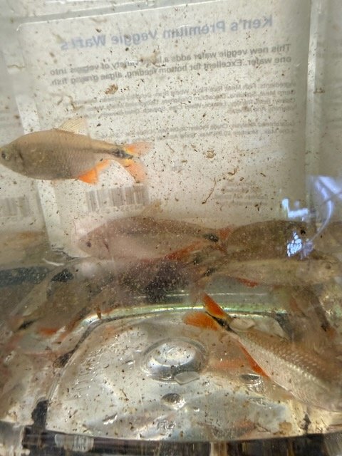 Submission photo 1